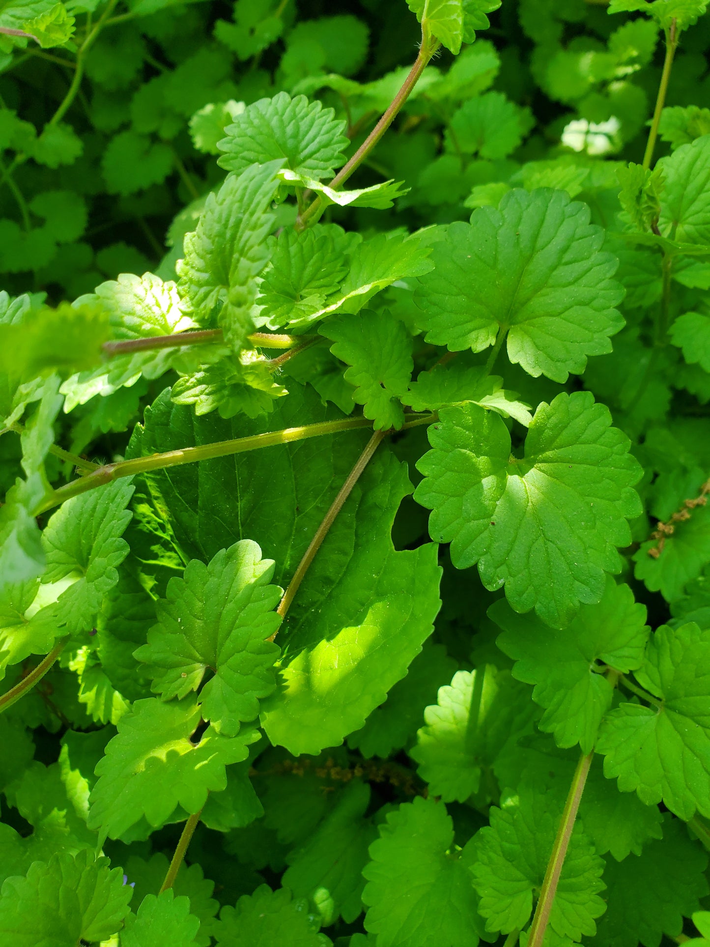 Spring Herb Class: May 3, 2025