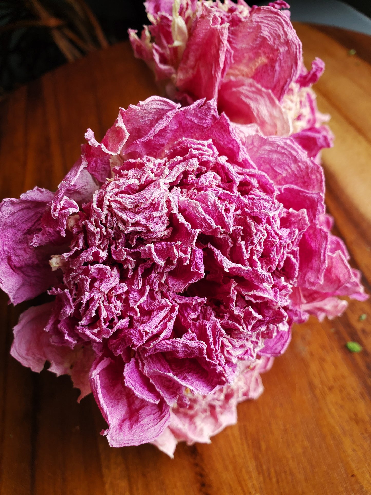 Dried Peony Bundle