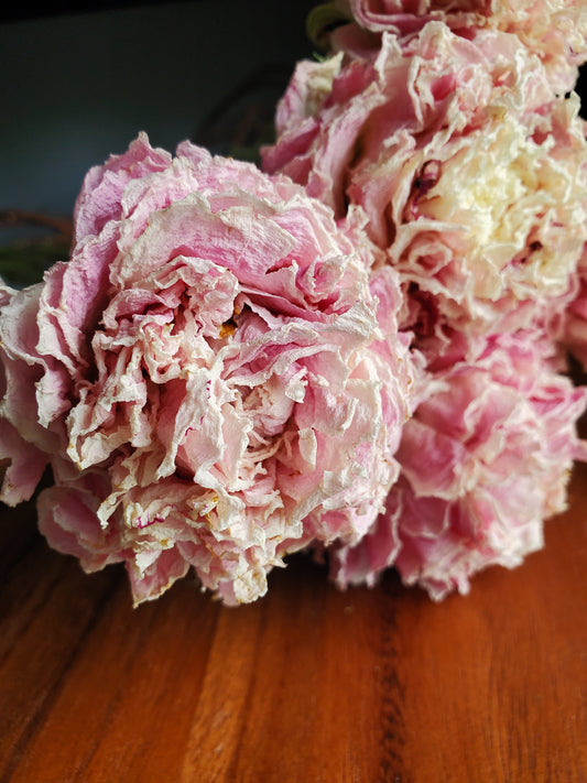 Dried Peony Bundle