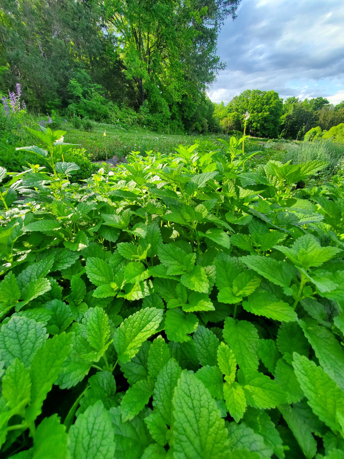 Lemon Balm Tincture