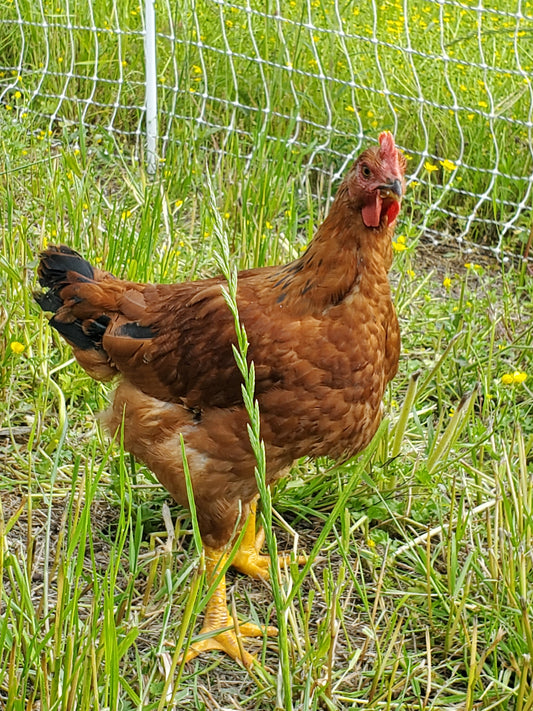 Raising Meat Chickens on Pasture Booklet