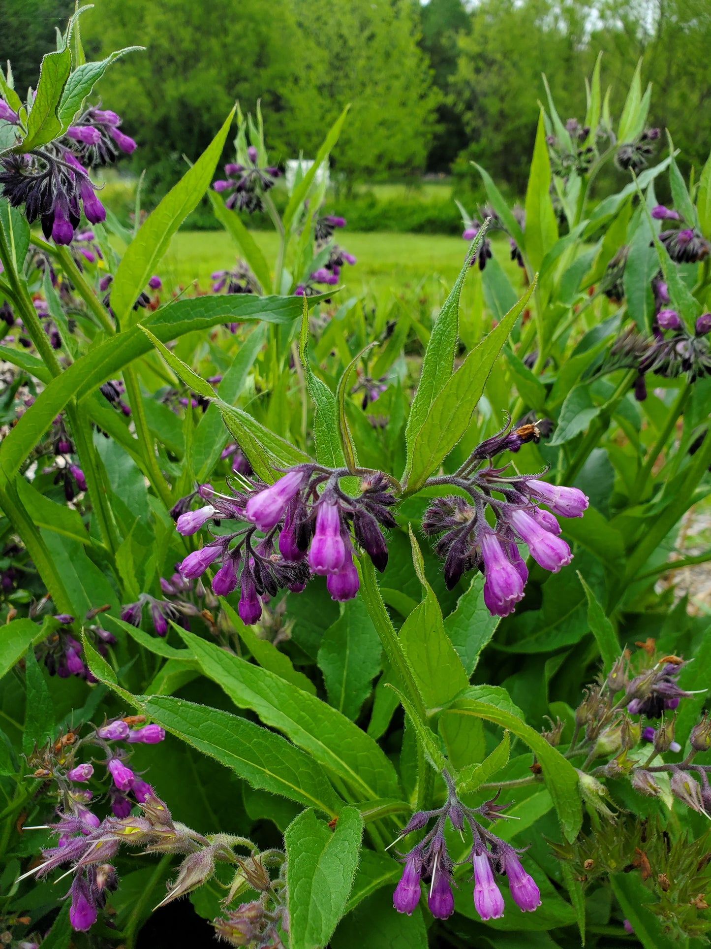 Yoga and Herb Walk at Wild Aster Farm: April 26th, 2025