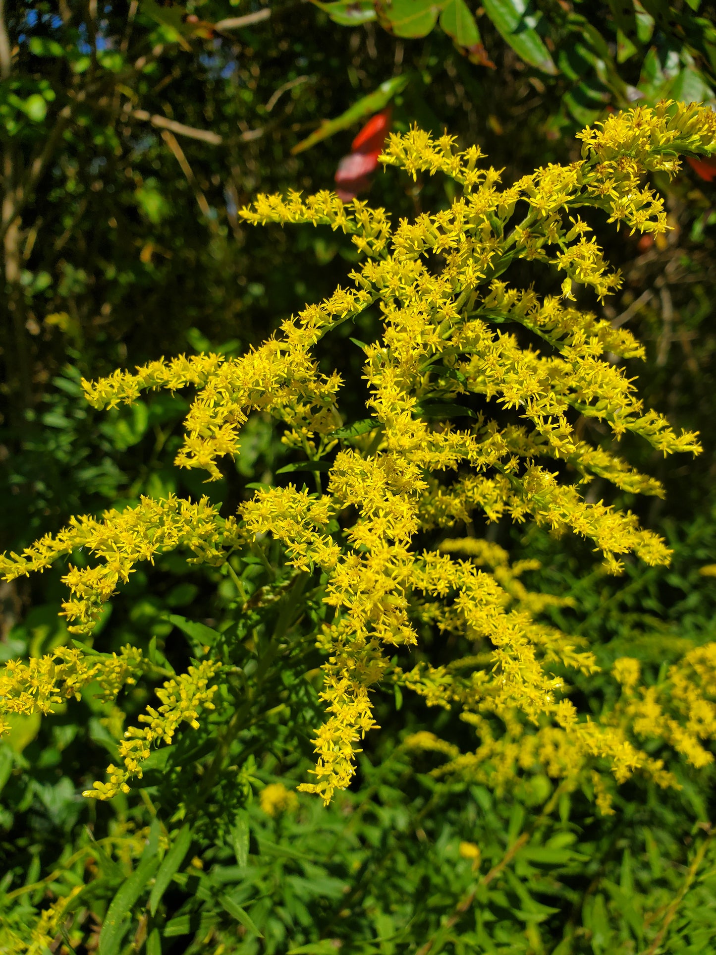 Goldenrod Tincture