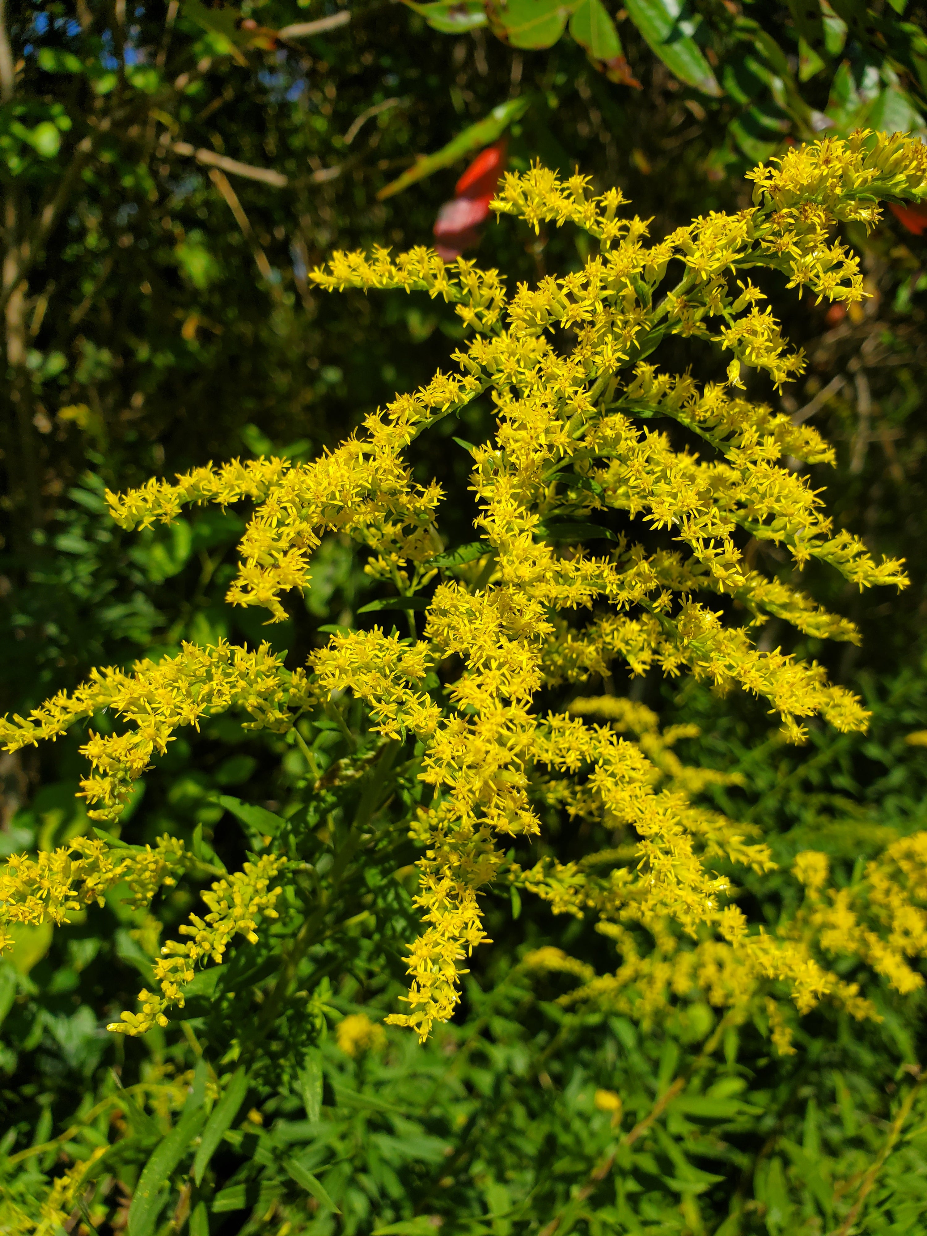 Wild Aster Farm