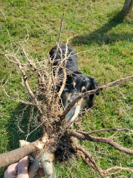 Fresh Ashwagandha Root