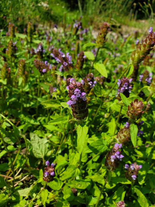 Homeschool Series: Backyard Foraging: March 25, 2025