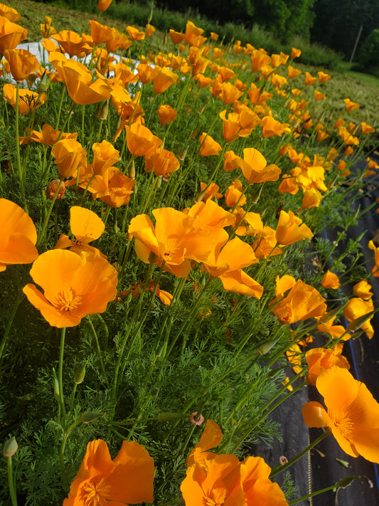 California Poppy Tincture