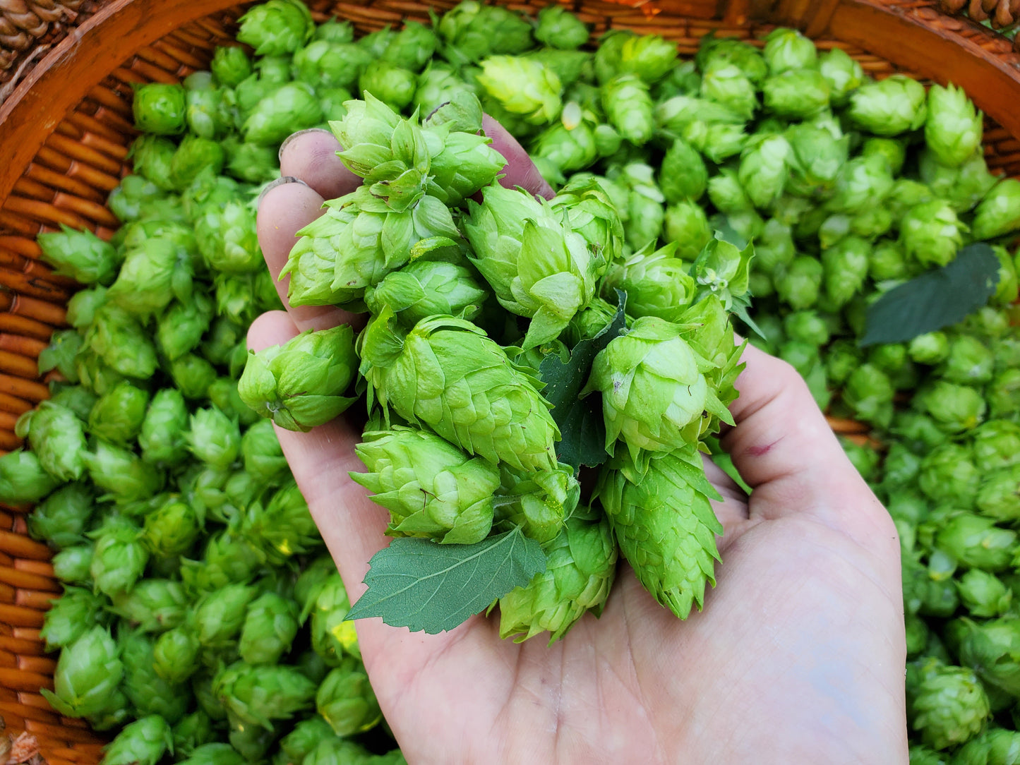 Hops Tincture