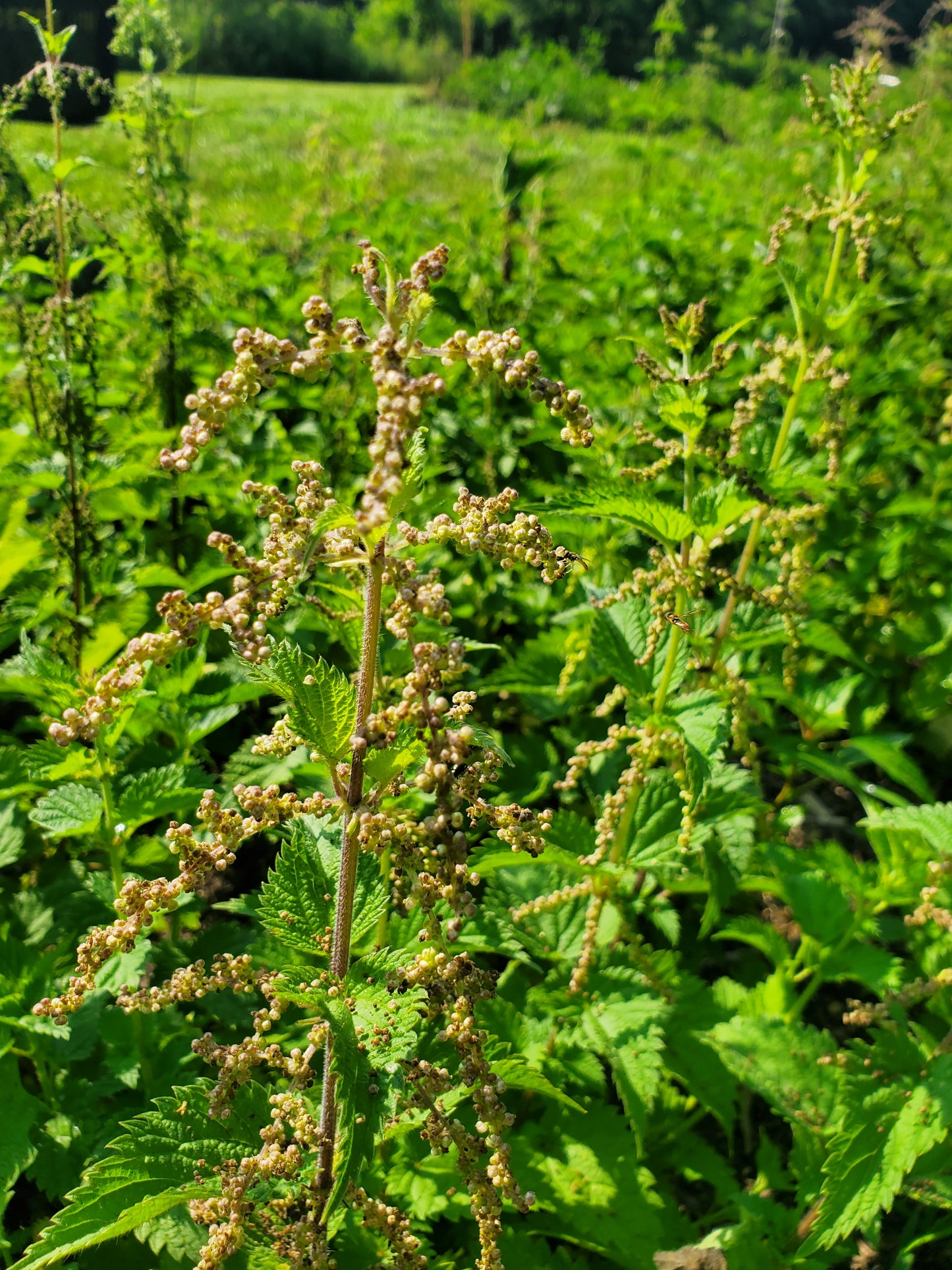 Stinging Nettle Tincture