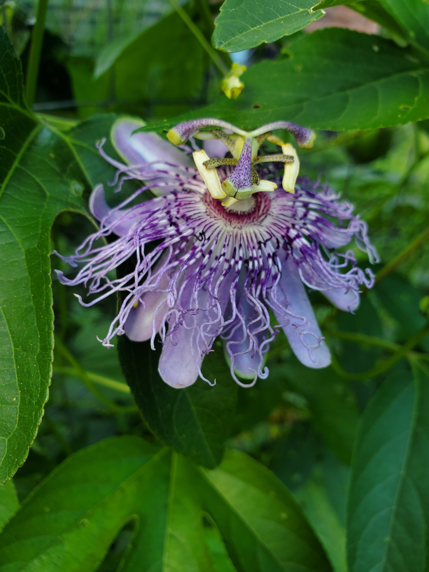 Passionflower Tincture