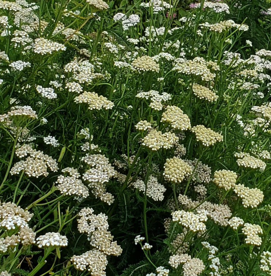 Homeschool Series: Backyard Foraging: March 25, 2025