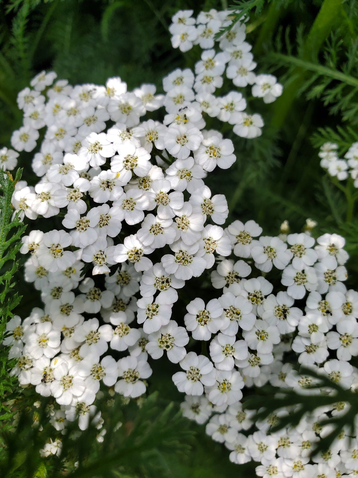 Homeschool Series: Backyard Foraging: March 26, 2025