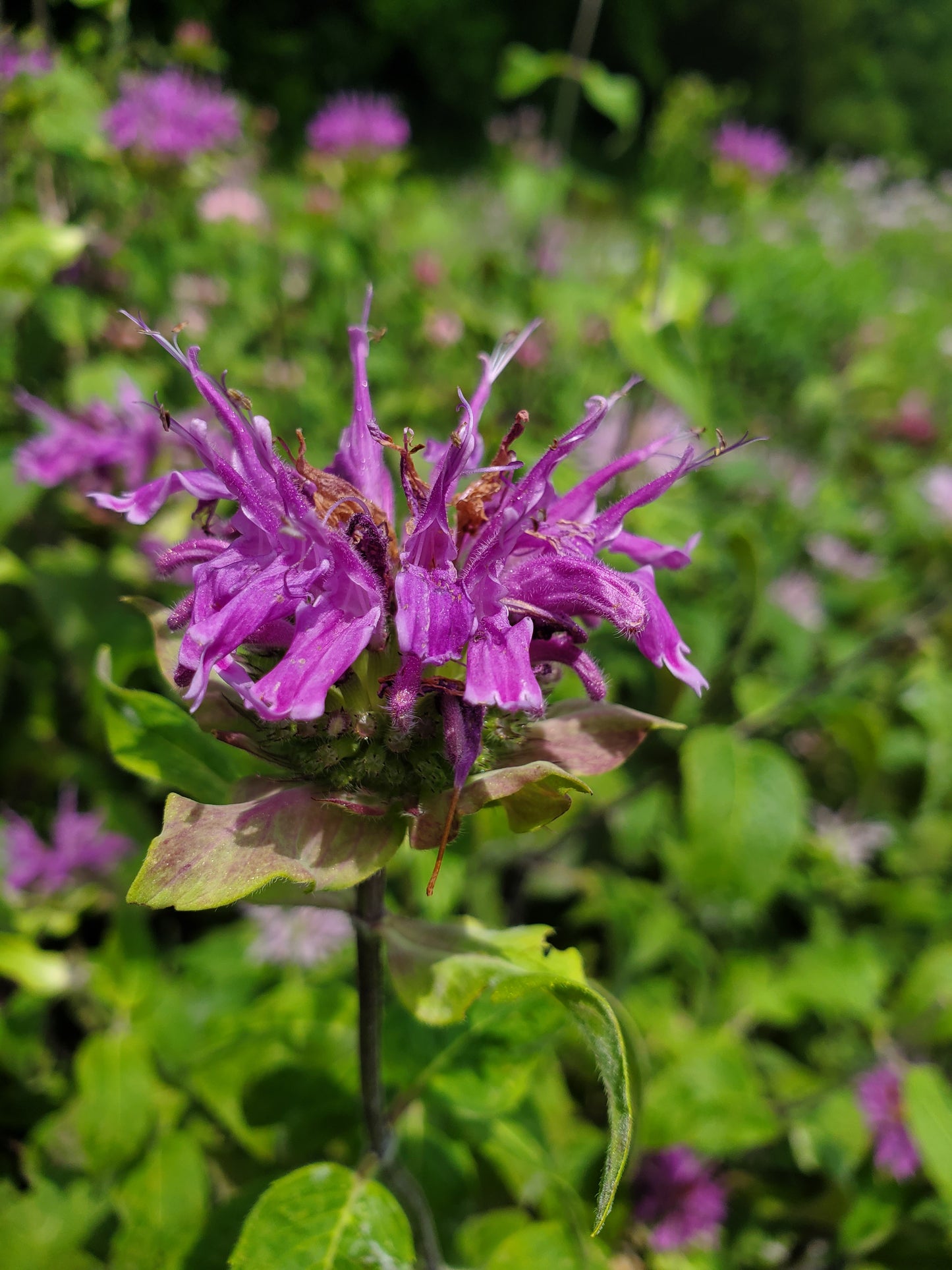 Monarda spp. (Bee Balm)