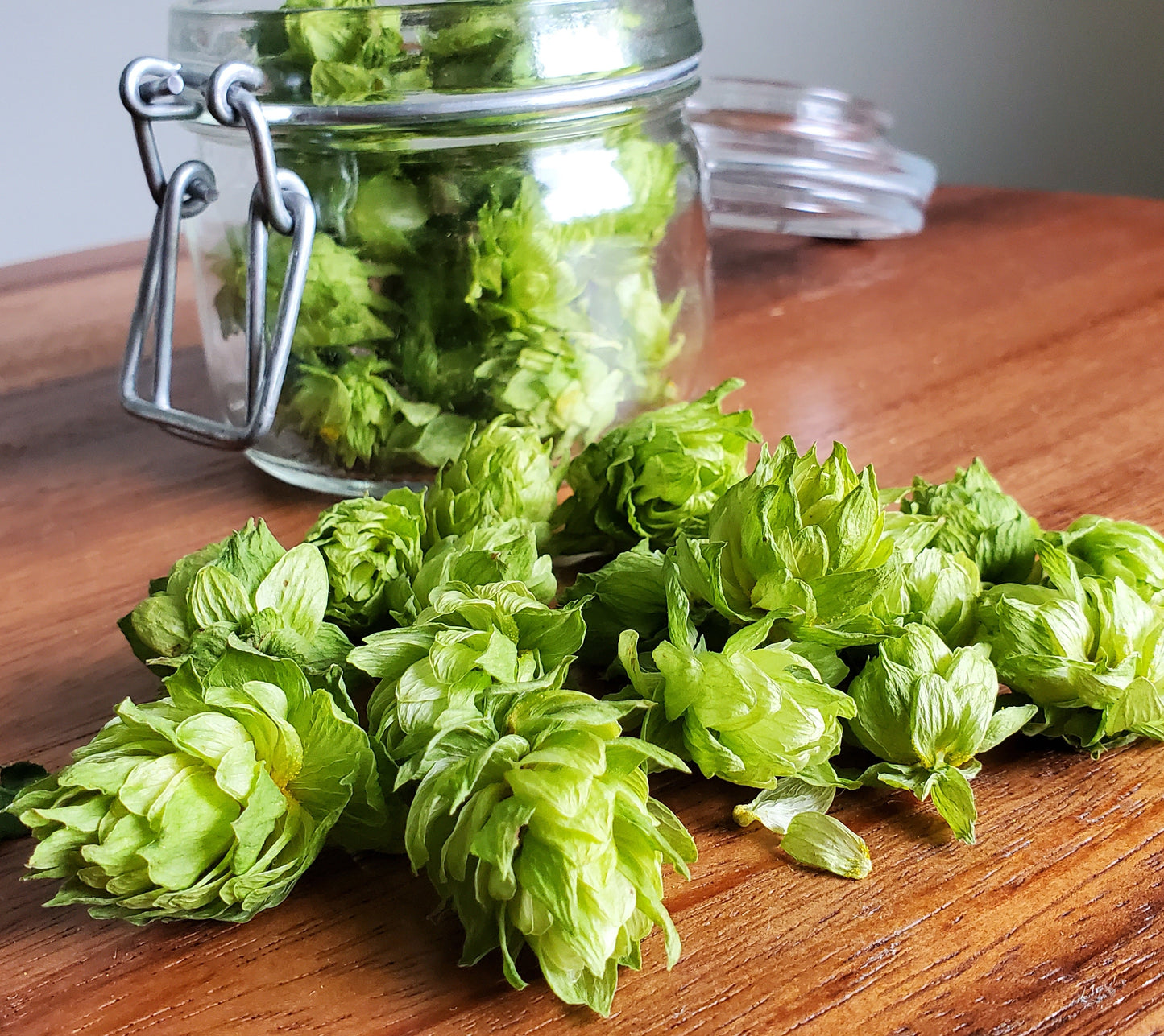 Hops (Humulus Lupulus 'Cascade')