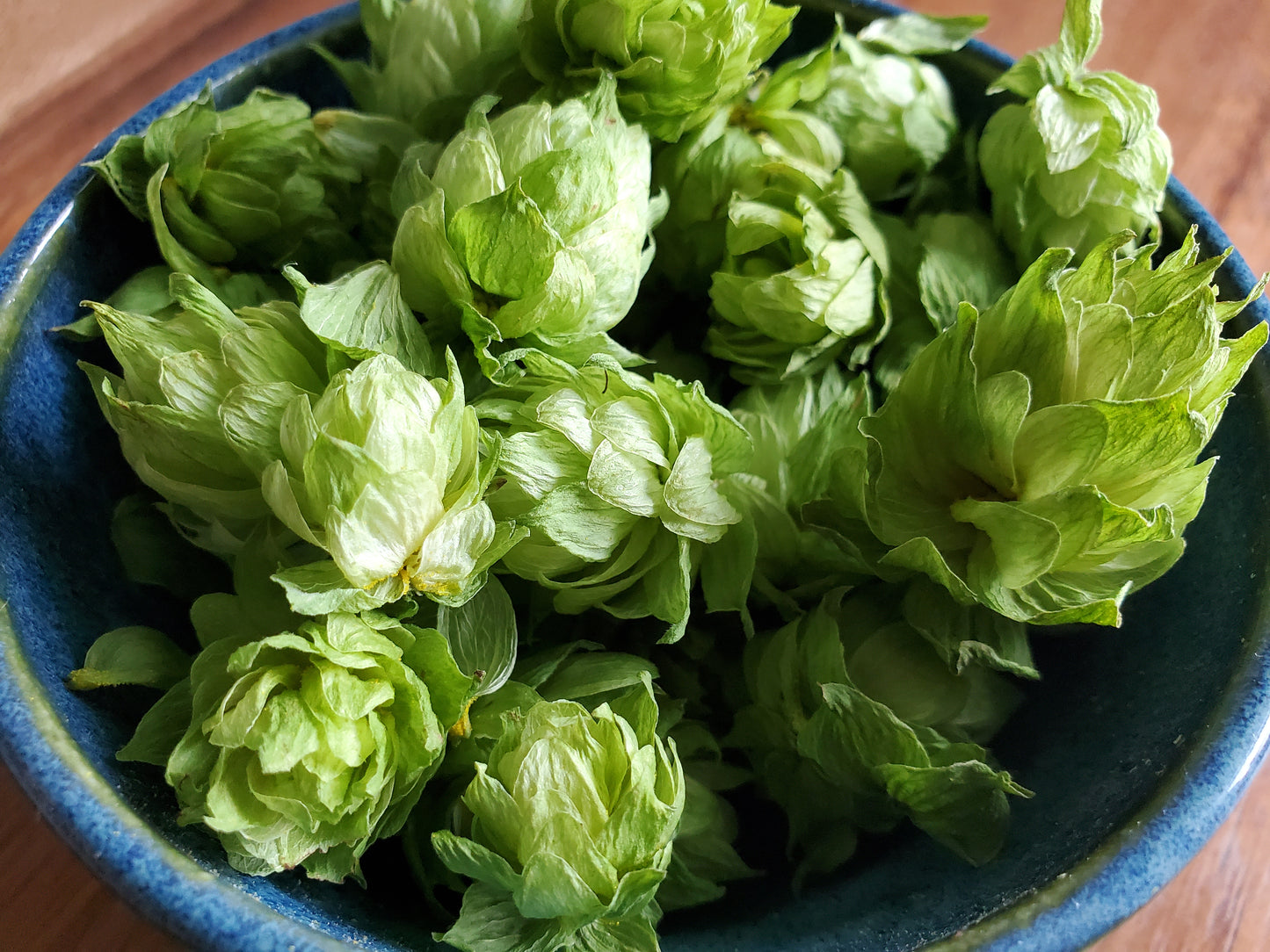 Hops (Humulus Lupulus 'Cascade')