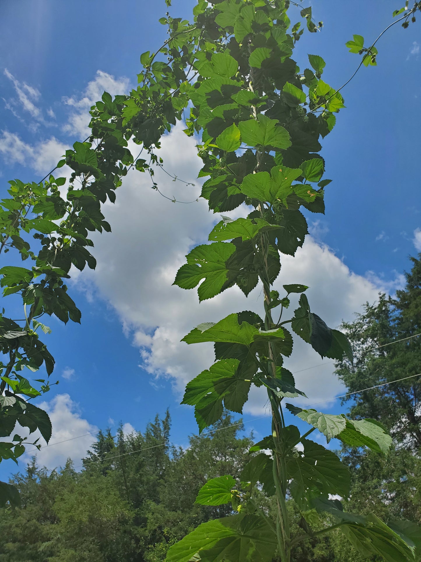 Hops (Humulus Lupulus 'Cascade')